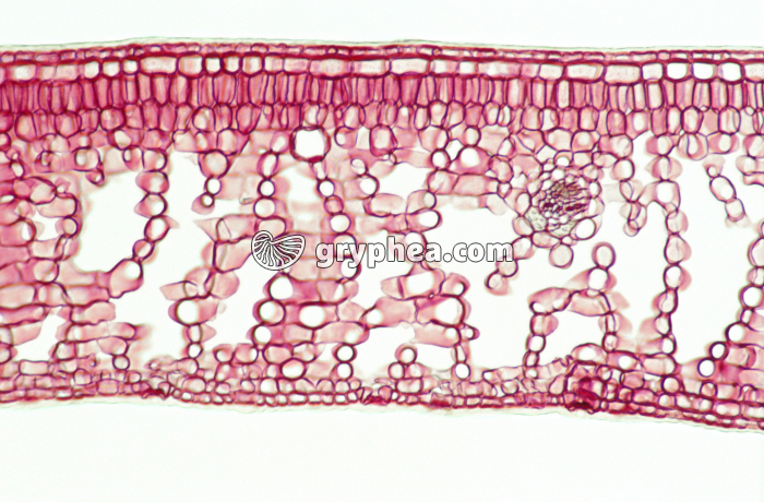 Houx (Ilex aquifolium) - Feuille CT x25  - gryphea.org